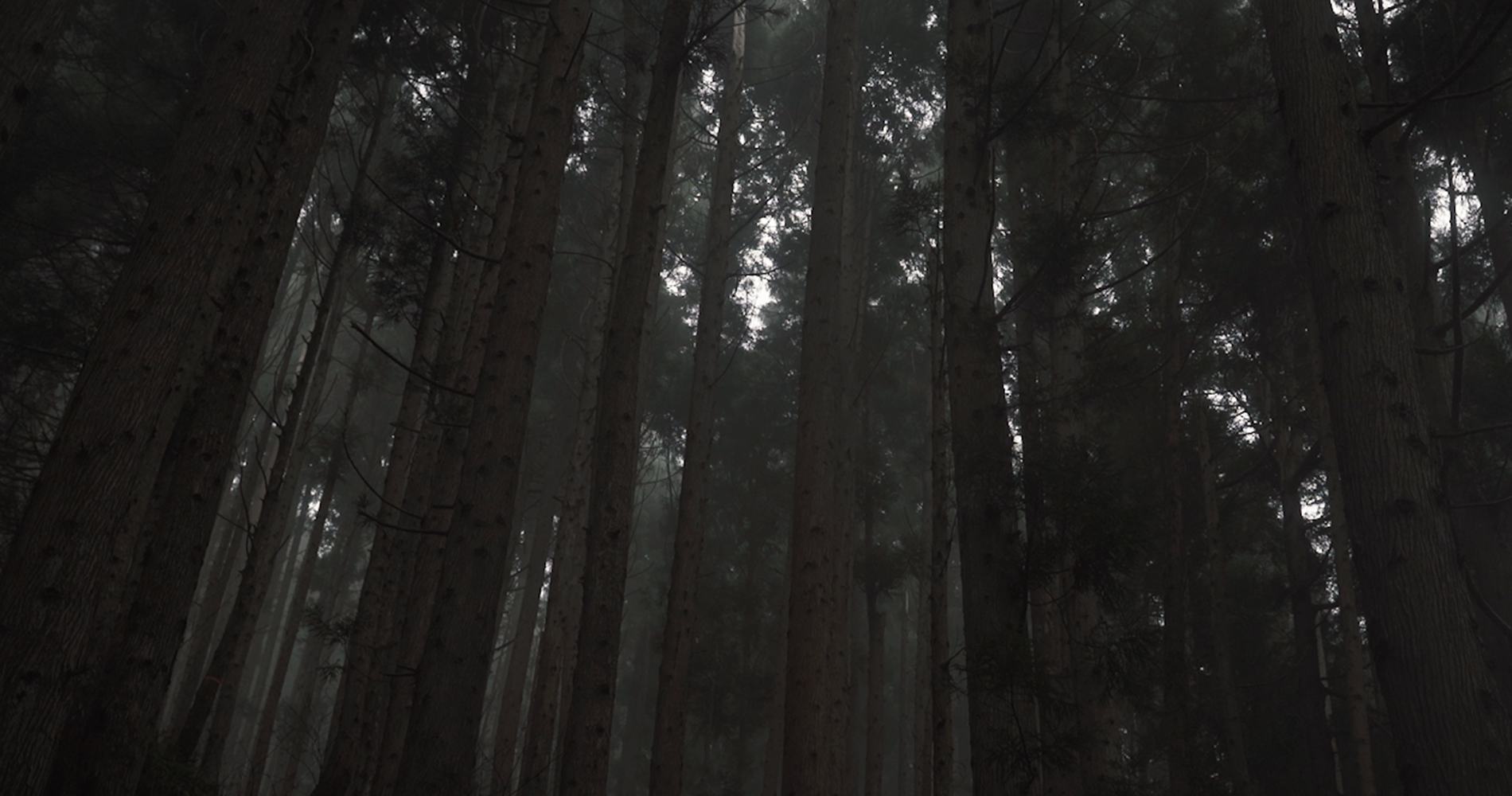 白鷹の自然を見つめてきた樹が語ること